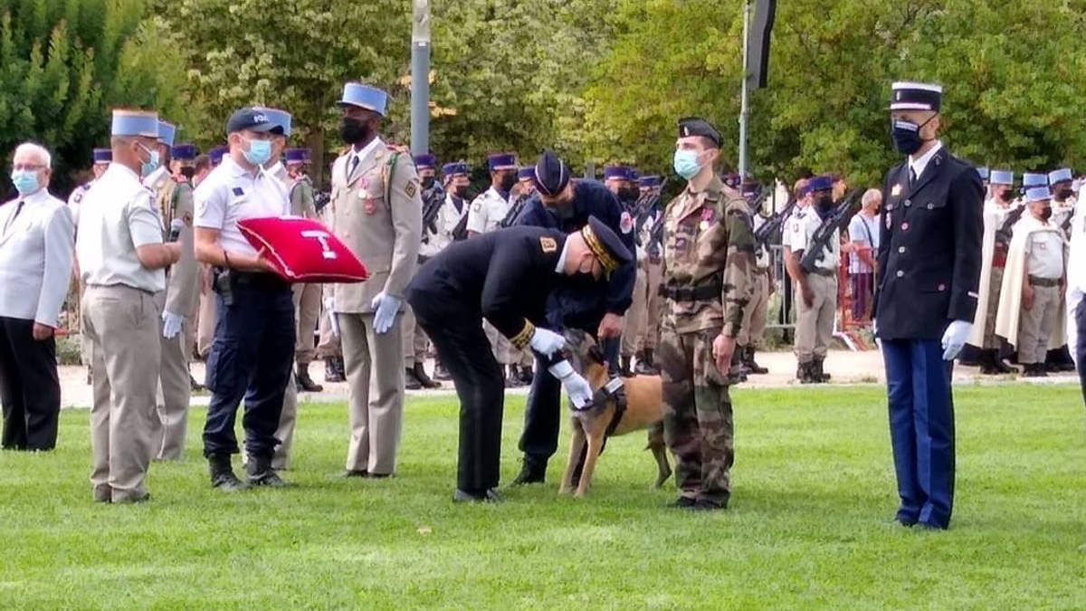 Illustration : "Mia, la chienne de la police récompensée pour son courage et son dévouement, prend sa retraite"