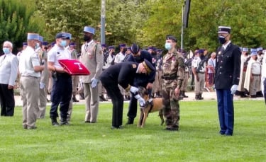 Illustration : "Mia, la chienne de la police récompensée pour son courage et son dévouement, prend sa retraite"