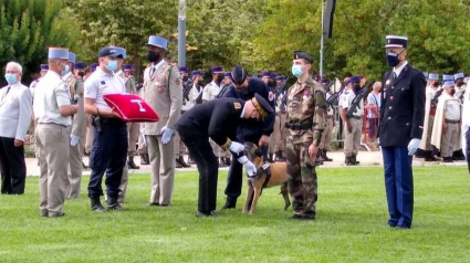Illustration : Mia, la chienne de la police récompensée pour son courage et son dévouement, prend sa retraite