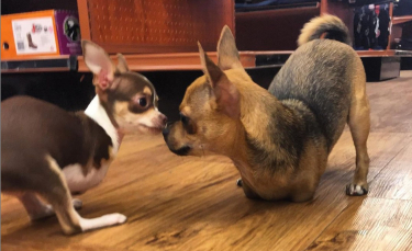 Illustration : "Ces Chihuahuas sans pattes avant reçoivent le cadeau parfait pour se déplacer normalement (vidéo)"