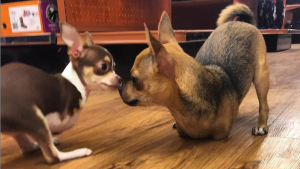 Illustration : Ces Chihuahuas sans pattes avant reçoivent le cadeau parfait pour se déplacer normalement (vidéo)
