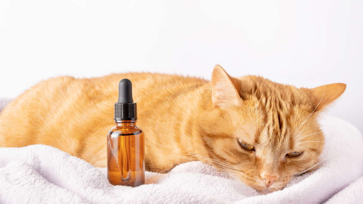 Illustration : "Comment utiliser les huiles essentielles sur son chat ?"