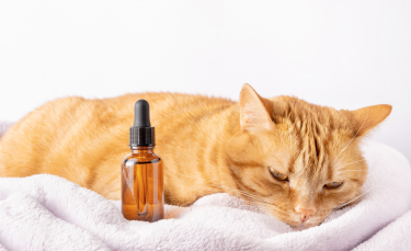 Illustration : "Comment utiliser les huiles essentielles sur son chat ?"