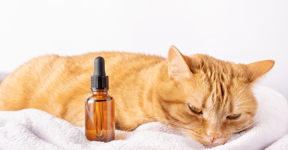 Les huiles essentielles pour le chat