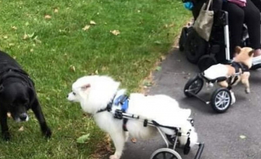 Illustration : "Découvrez l'histoire de cette amoureuse des chiens handicapés qui dédie sa vie pour leur venir en aide"