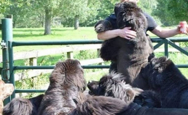 Illustration : "L'histoire étonnante d'une amoureuse des chiens qui s'occupe de 8 Terre-Neuve au quotidien"