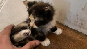 Illustration : En fouillant une poubelle, ce chaton errant et affamé gagne bien plus que des restes de nourriture
