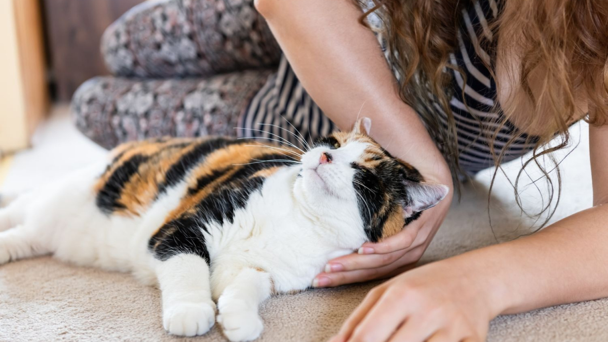 Illustration : "Qu'est-ce que l'ostéopathie pour chat ?"