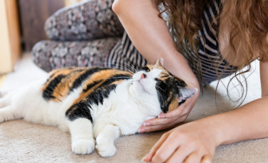 Illustration : "Qu'est-ce que l'ostéopathie pour chat ?"