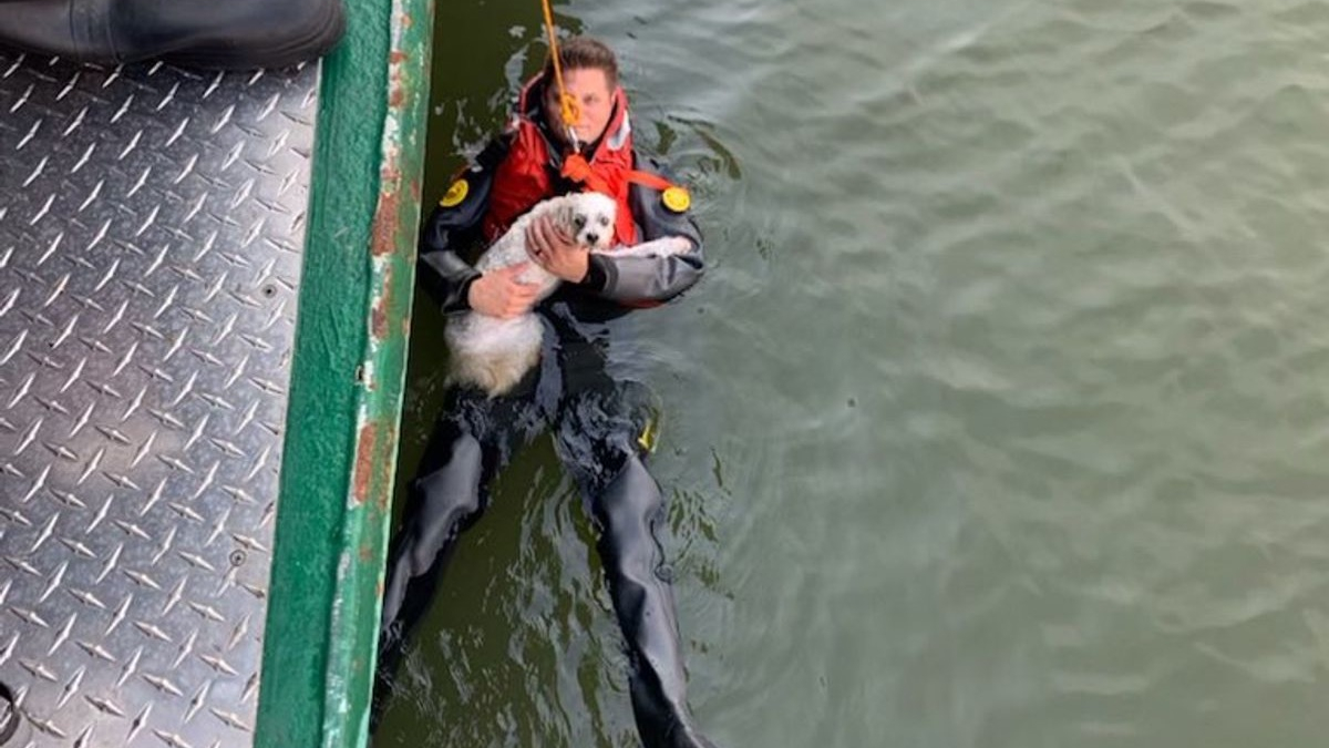 Illustration : "Double sauvetage : un propriétaire secouru par les pompiers après avoir tenté de récupérer son chien tombé dans une rivière"