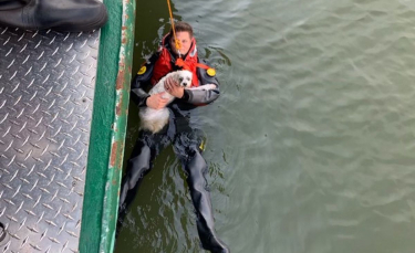 Illustration : "Double sauvetage : un propriétaire secouru par les pompiers après avoir tenté de récupérer son chien tombé dans une rivière"
