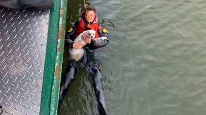 Illustration : Double sauvetage : un propriétaire secouru par les pompiers après avoir tenté de récupérer son chien tombé dans une rivière