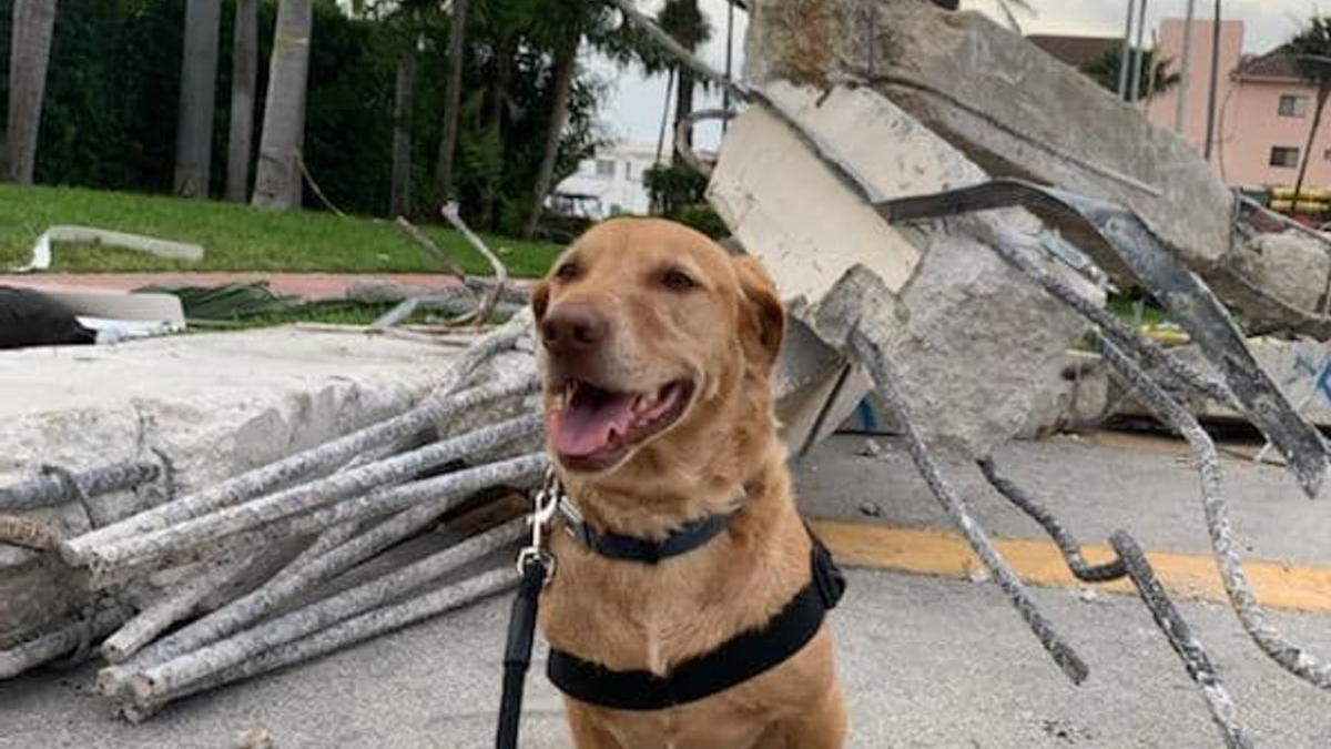 Illustration : "L'acte de bonté incroyable pour rapatrier un chien de soutien émotionnel blessé dans les décombres de l'immeuble détruit en Floride"