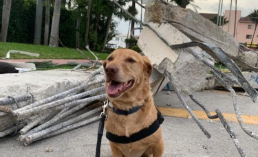 Illustration : "L'acte de bonté incroyable pour rapatrier un chien de soutien émotionnel blessé dans les décombres de l'immeuble détruit en Floride"