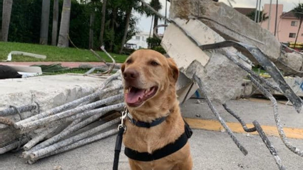 Illustration : L'acte de bonté incroyable pour rapatrier un chien de soutien émotionnel blessé dans les décombres de l'immeuble détruit en Floride