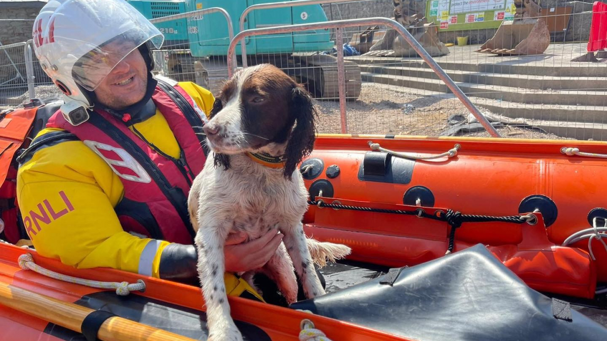 Illustration : "Des gardes-côtes lancent une mission pour retrouver un chien perdu en pleine mer (vidéo)"