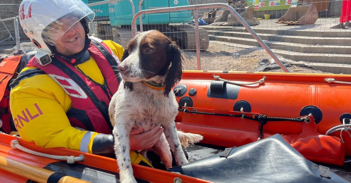 Des gardescôtes lancent une mission pour retrouver un chien perdu en