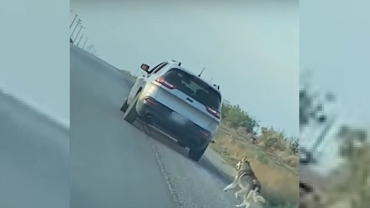 Illustration : "Une vidéo montre un Husky être abandonné sur le bord de la route avant d'être adopté"