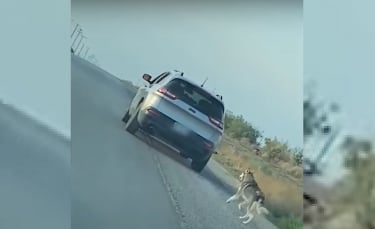 Illustration : "Une vidéo montre un Husky être abandonné sur le bord de la route avant d'être adopté"