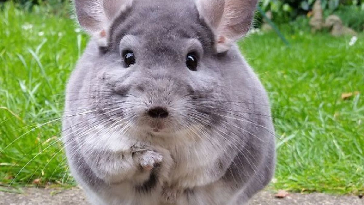 Illustration : "15 photos adorables de chinchillas doux et ronds"