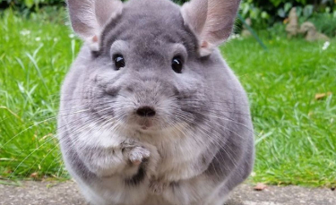 Illustration : "15 photos adorables de chinchillas doux et ronds"