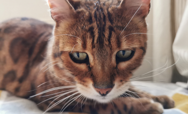 Illustration : "Les tribulations d'un chat enfermé dans une salle de bains pendant 2 semaines"