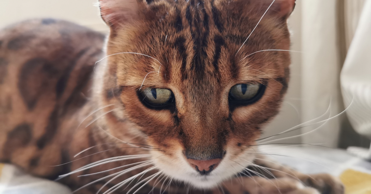 Les Tribulations D Un Chat Enferme Dans Une Salle De Bains Pendant 2 Semaines