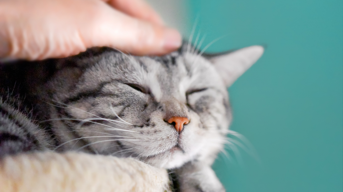 Illustration : "Comment se déroule une séance d'ostéopathie pour chat ?"