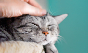 Illustration : "Comment se déroule une séance d'ostéopathie pour chat ?"