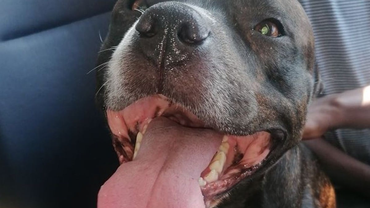 Illustration : "Un chien se faufile dans un bus pendant que son maître sort les poubelles. L'homme découvre sa fuite sur Facebook !"