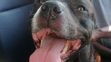 Illustration : Un chien se faufile dans un bus pendant que son maître sort les poubelles. L'homme découvre sa fuite sur Facebook !