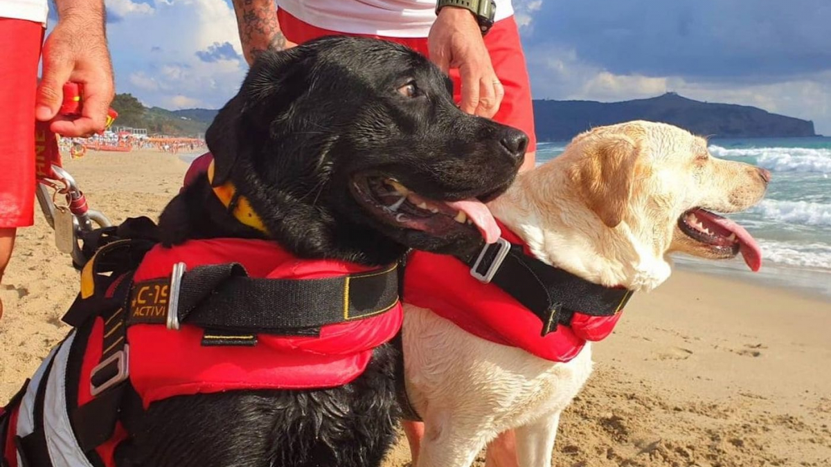 Illustration : "2 chiens de sauvetage courageux filmés en train de secourir une nageuse en difficulté"