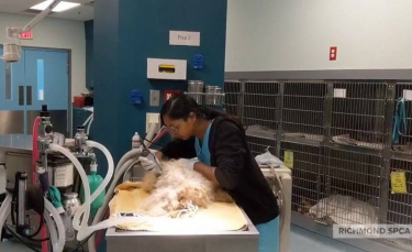 Illustration : "Un chien gravement négligé pendant des années bénéficie d'une cure de jouvence bien méritée"