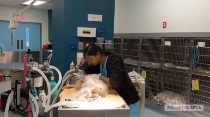 Illustration : Un chien gravement négligé pendant des années bénéficie d'une cure de jouvence bien méritée