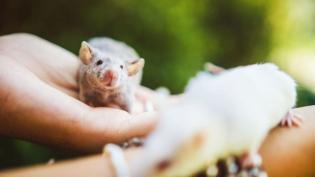 Illustration : "Ces 15 rats et souris sauvés des laboratoires découvrent pour la première fois le monde extérieur"