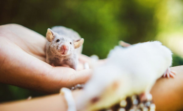 Illustration : "Ces 15 rats et souris sauvés des laboratoires découvrent pour la première fois le monde extérieur"
