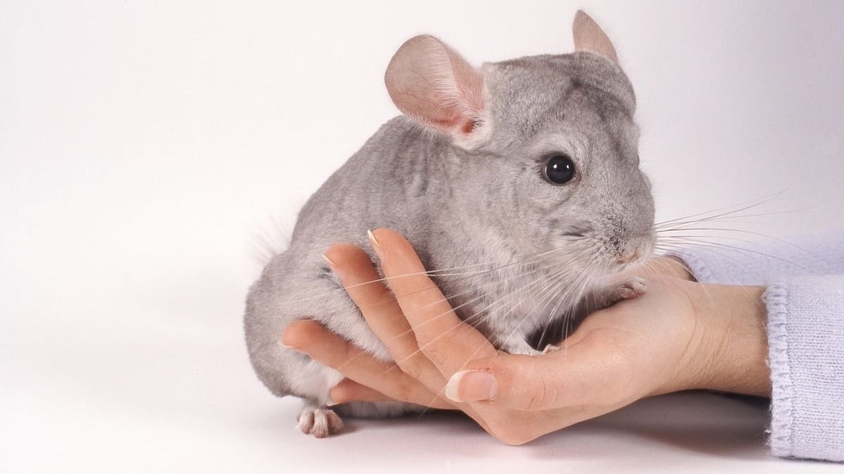 Illustration : "Comment manipuler et caresser un chinchilla ?"