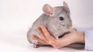 Illustration : "Comment manipuler et caresser un chinchilla ?"
