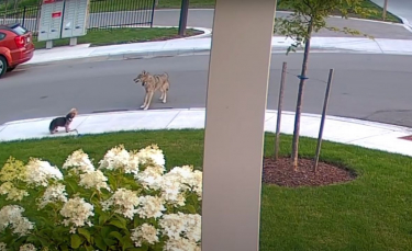 Illustration : "Un Yorkshire Terrier courageux affronte un coyote pour protéger sa propriétaire de 10 ans (vidéo)"