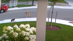 Illustration : "Un Yorkshire Terrier courageux affronte un coyote pour protéger sa propriétaire de 10 ans (vidéo)"