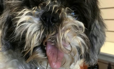Illustration : "Un vétérinaire utilise une imprimante 3D pour réparer la mâchoire déformée de ce Shih Tzu"