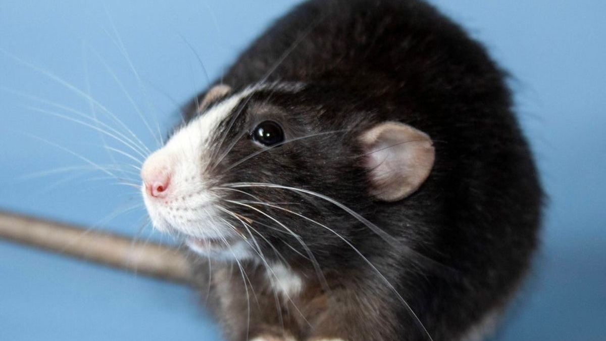Illustration : "14 photos prouvant que les rats domestiques sont des compagnons charmants"