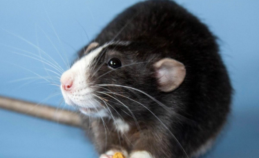 Illustration : "14 photos prouvant que les rats domestiques sont des compagnons charmants"