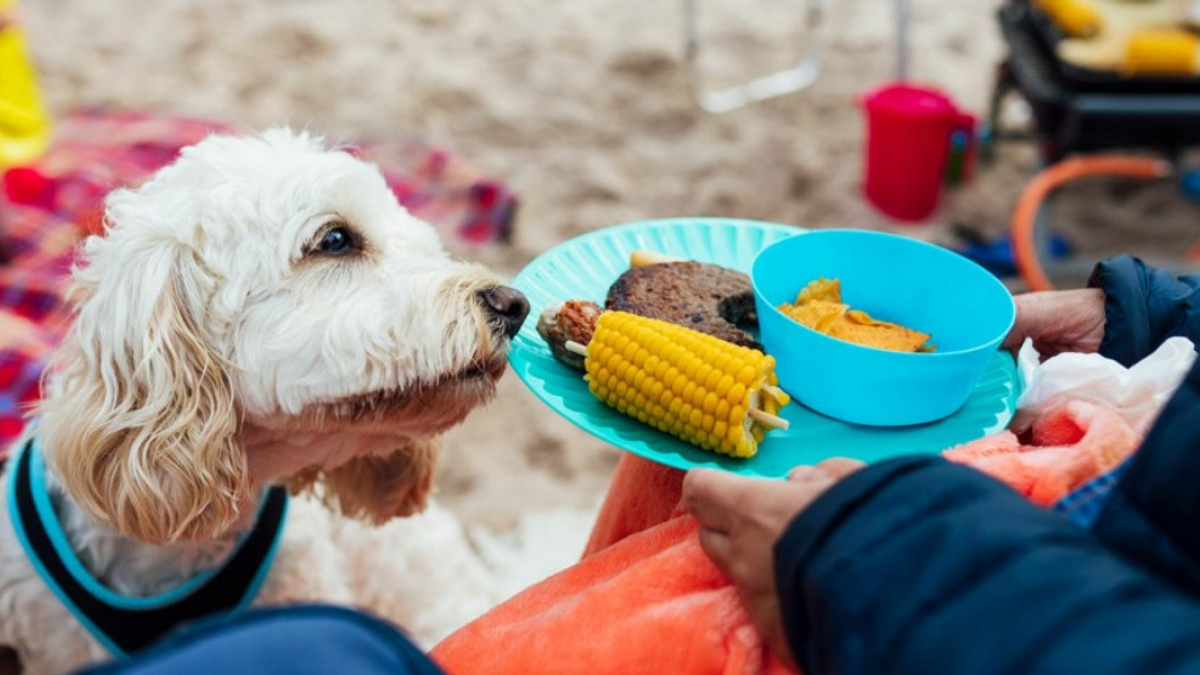 Illustration : "Ces 7 aliments prévus pour un barbecue ne sont pas recommandés pour votre chien"