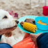 Illustration : Ces 7 aliments pr&eacute;vus pour un barbecue ne sont pas recommand&eacute;s pour votre chien