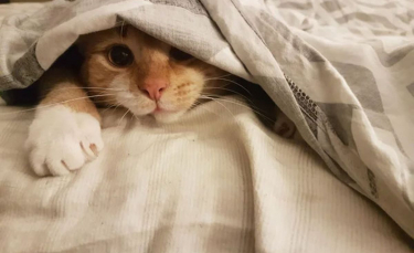Illustration : "20 photos attendrissantes de chats bien installés sous la couverture"