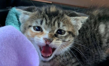 Illustration : "La belle évolution d'un chaton errant et terrifié trouvé dans un trou"