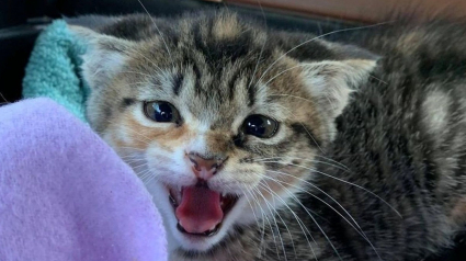 Illustration : La belle évolution d'un chaton errant et terrifié trouvé dans un trou