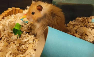 Illustration : "Ces 17 hamsters sont d'adorables compagnons au quotidien"
