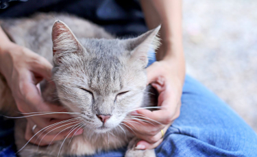 Illustration : "Qu'est-ce que l'acupression pour chat ?"